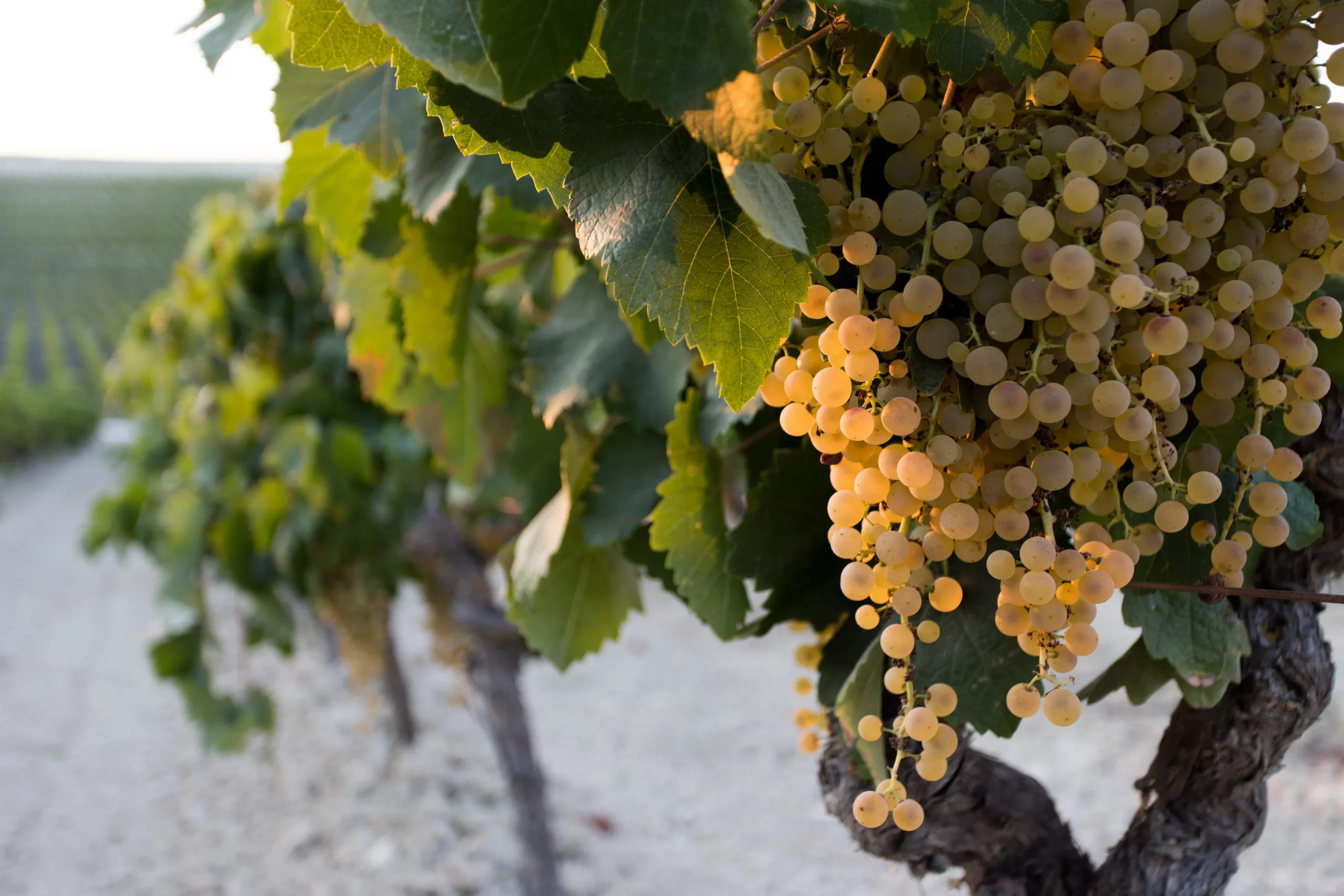 D.O. Jerez-Xérès-Sherry y Manzanilla - Sanlúcar de Barrameda